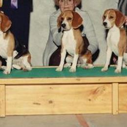 Beagles from Ellanne's Beagles