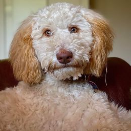 Gracie - Goldendoodle