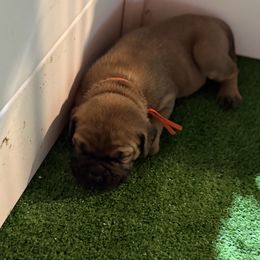Girl 8 - Red fawn female Bullmastiff puppy in Otisfield, Maine from Boulder Ridge Kennels