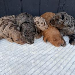 Small chocolate merle - Merle male Goldendoodle puppy in Rush, New York from Care Bear Puppies