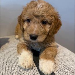 Sunny, Orange Collar - Parti male Goldendoodle puppy in Valley Center, Kansas from The Goldendoodle Gal
