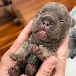 Lil Kim - Tricolors female French Bulldog puppy in Delhi, Louisiana from 4T Ranch
