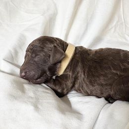 Fleetfoot - Chocolate male Labradoodle puppy in Watertown, Tennessee from PawfectBud