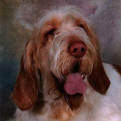 Bracco Italianos and Spinoni Italiani from Caccia Cane Spinone