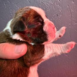 Girl 2 - Brindle female Boxer puppy in Newfoundland, Pennsylvania from Poconopaws