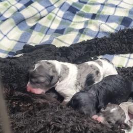 Girl 3 - Blue merle female Aussiedoodle puppy in Yacolt, Washington from Aussiedoodles by Maggie