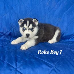 Koko boy 1 - Black and white male Siberian Husky puppy in Ocala, Florida from Florida Husky Puppies