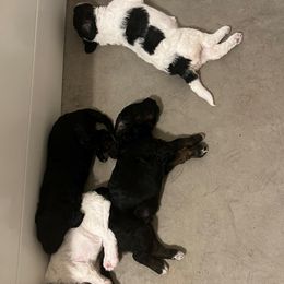 Bernedoodles from 423 Doodles