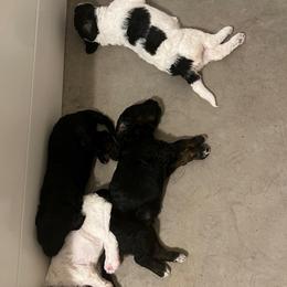 Bernedoodles from 423 Doodles