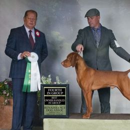 Vizsla All Grown Up from Coast Range Vizslas