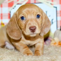 Valor - Red male Dachshund puppy in Bellville, Ohio from JK Mini Doxies