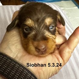 Red - Siobhan - Chocolate and tan Dachshund puppy in Henrico, Virginia from RVA Wirehaired Weenies