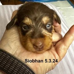 Red - Siobhan - Chocolate and tan Dachshund puppy in Henrico, Virginia from RVA Wirehaired Weenies