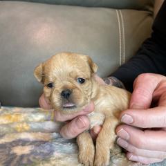 Brussels Griffon Puppies from Shelly's Brussels Griffons