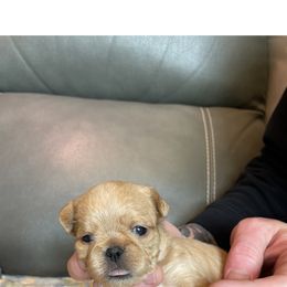 Brussels Griffon Puppies from Shelly's Brussels Griffons