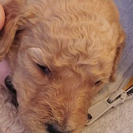 Poodles from Layla's Loves