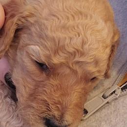 Poodles from Layla's Loves