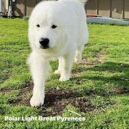 Madeleine - Great Pyrenees