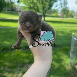 Remy - Chocolate and tan male Pomeranian puppy in Perry County, Ohio from Speechless Pom’s