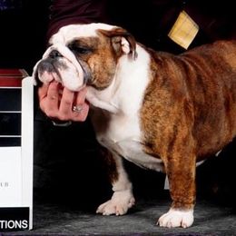 Trixie - Bulldog