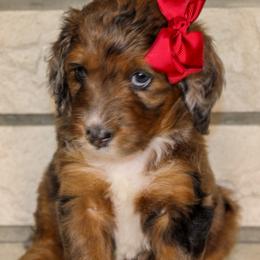Australian Mountain Doodle, Australian Shepherd, Bernedoodle, Labradoodle, and Poodle Puppies from Island View Poodles & Doodles