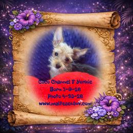 Coco Channel - Black and tan female Yorkshire Terrier puppy in Silverhill, Alabama from Malteseuluv’s Tiny Treasurers
