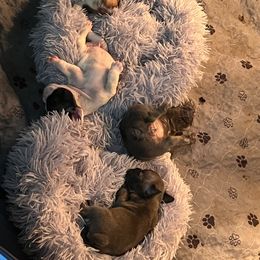 French Bulldog Puppies from Rockstar Kennel