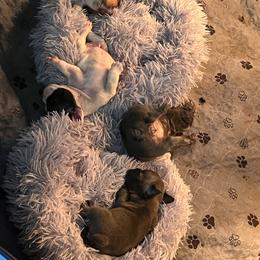 French Bulldog Puppies from Rockstar Kennel