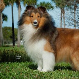 Shetland Sheepdogs from Good Breeder