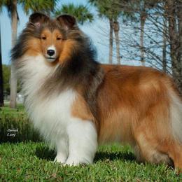 Shetland Sheepdogs from Good Breeder