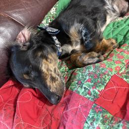 Dachshund All Grown Up from Okie Dokie Doxie