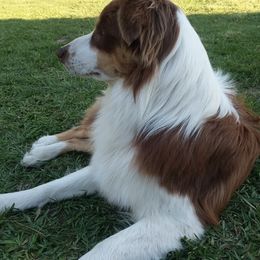 Miniature Australian Shepherds from Tall Tree Aussies