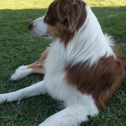 Miniature Australian Shepherds from Tall Tree Aussies