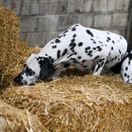 Basset Hound and Dalmatian Puppies from Lazy B Bassets and Dalmatians