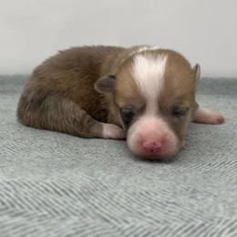 Oak - Red merle and white male American Corgi puppy in Waco, Texas from The Comma Corgis