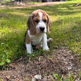 Baby Boy - Black tan and white male Beagle puppy in Monticello, Georgia from Beaglelove