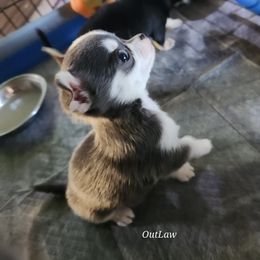 Chihuahua Puppies from OutLaw Chihuahua's