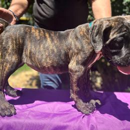 Medusa, Girl 1 - Cane Corso puppy from K9 Guardian Cane Corso
