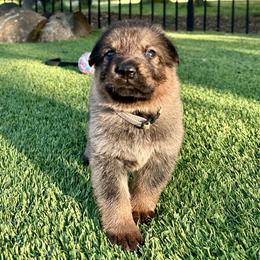 Pistol - Sable male German Shepherd puppy in Sonora, California from Elite Haus K9