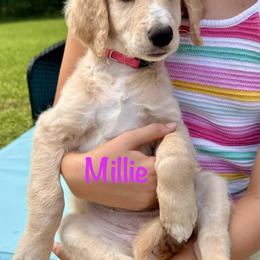 Millie - female Golden Mountain Doodle puppy in Ormond Beach, Florida from Honeycomb Doodles