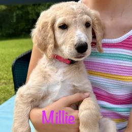 Millie - female Golden Mountain Doodle puppy in Ormond Beach, Florida from Honeycomb Doodles