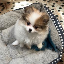 Legacy girl - Red parti female Pomeranian puppy in Weatherford, Texas from COCO'S POMS AND FRENCHIES