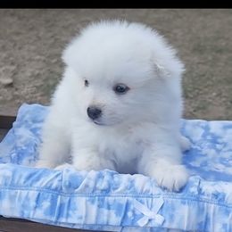 Boy 1 - White male American Eskimo Dog puppy in Macomb County, Michigan from Northland Skies Eskies