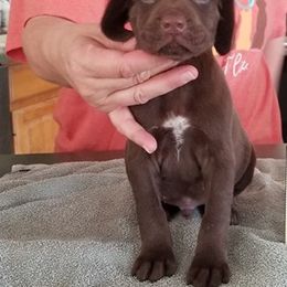 German Shorthaired Pointer Puppies from Pretty Prairie Kennel