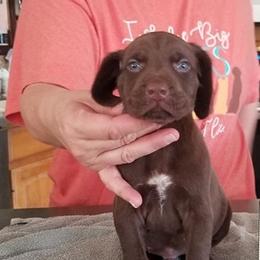 German Shorthaired Pointer Puppies from Pretty Prairie Kennel