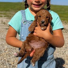 Honor - Cream female Goldendoodle puppy in Hudson, Michigan from Haaspawz