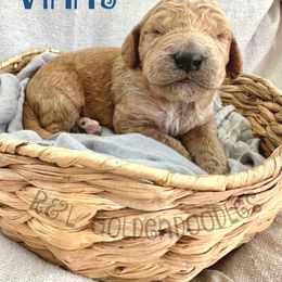 Goldendoodle Puppies from R&L Goldendoodles