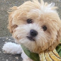 Shihpoos from Southern Bred Pups