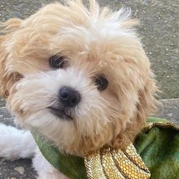 Shihpoos from Southern Bred Pups