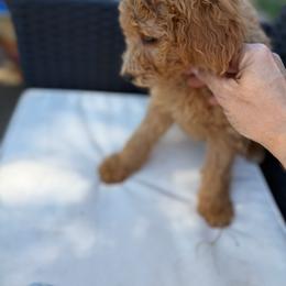Yellow - Red  female Goldendoodle puppy in Shingle Springs, California from California Double Doodles